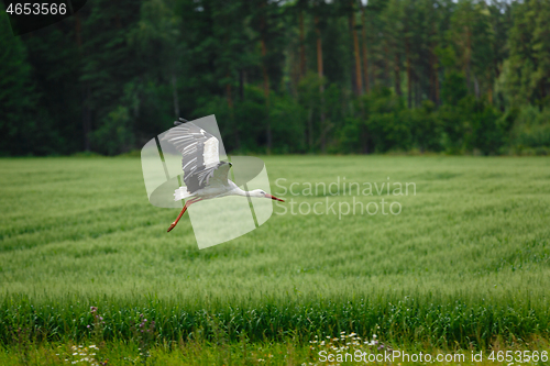 Image of Stork flying on grass field