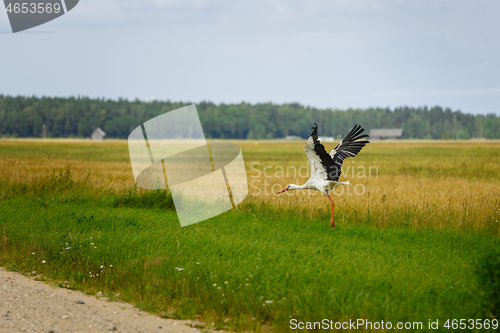 Image of Stork flying on grass field