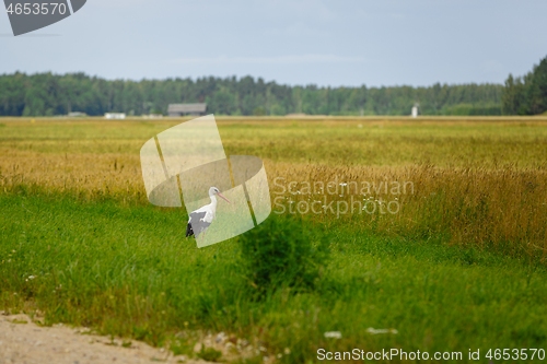 Image of Stork standing on grass field