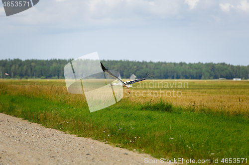 Image of Stork flying on grass field