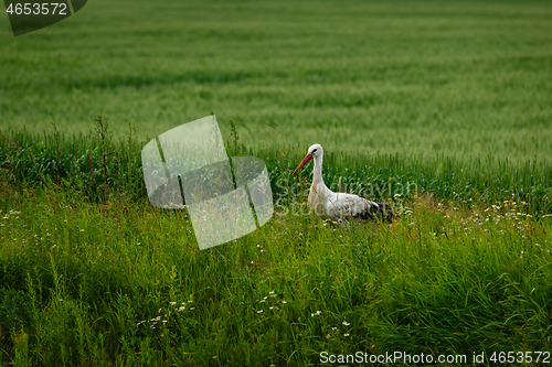 Image of Stork standing on grass field