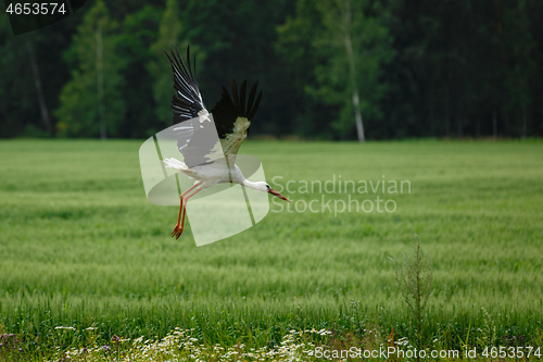 Image of Stork flying on grass field