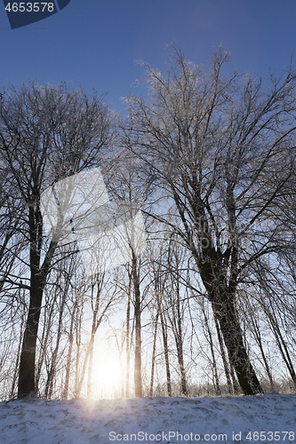 Image of Trees on the hill