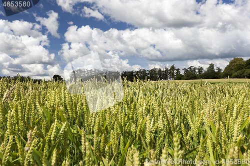 Image of Green wheat