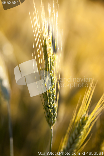 Image of golden wheat close up