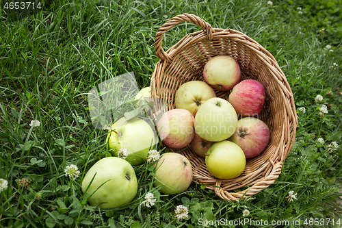 Image of Apples fell from the basket on the grass