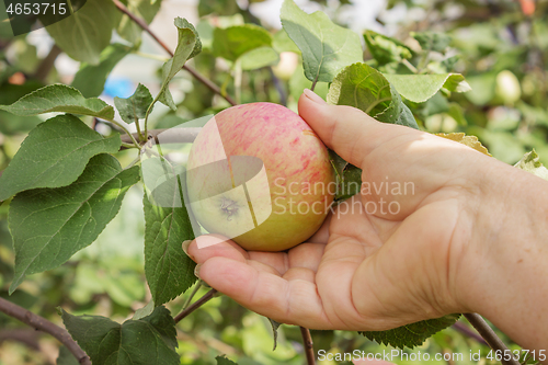 Image of Apple on a branch and arm of an elderly woman