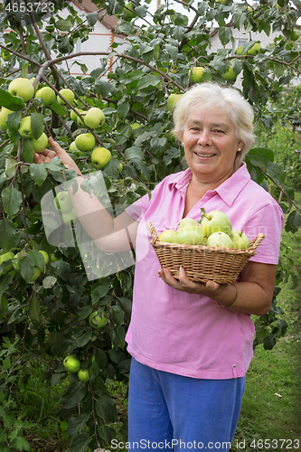 Image of Cheerful elderly woman collecting apples in the garden