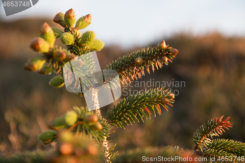 Image of Autumn Colours