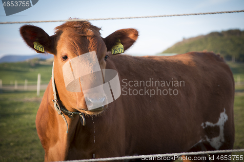 Image of Cow