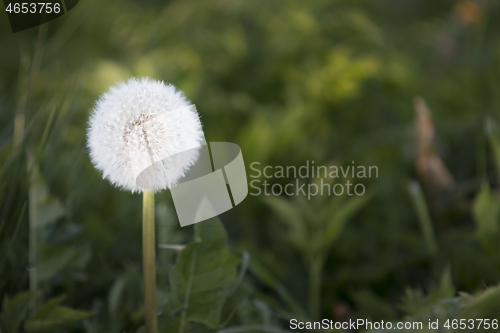 Image of 