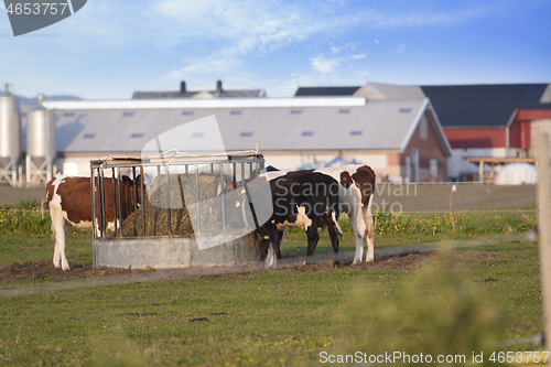 Image of Thirsty Cows