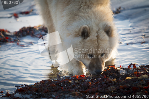 Image of Eurasier