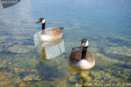 Image of canadian geese at Tutzing Starnberg lake Germany