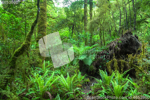 Image of Jungle New Zealand