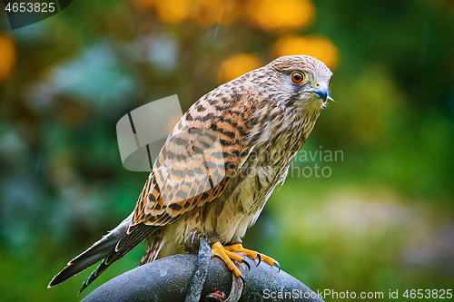 Image of Common Kestrel (Falco Tinnunculus)