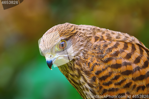 Image of Common Kestrel (Falco Tinnunculus)