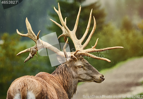 Image of Red Deer Stag