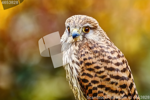 Image of Common Kestrel (Falco Tinnunculus)