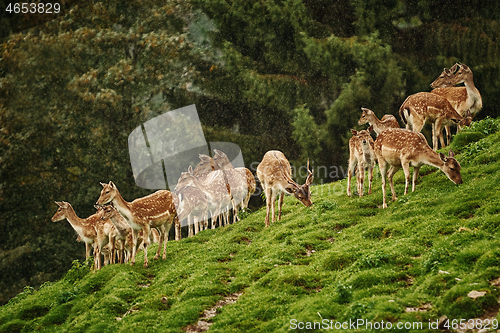 Image of Deers near the Forest