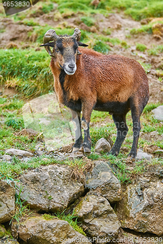 Image of Ram on Stones