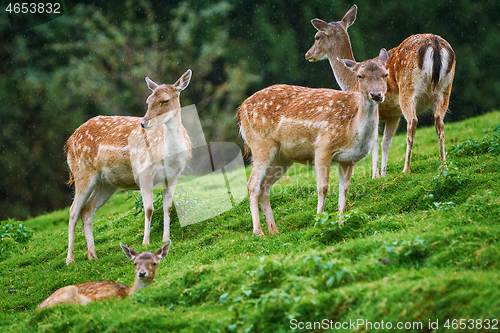 Image of Deers on the Slope of a Hill