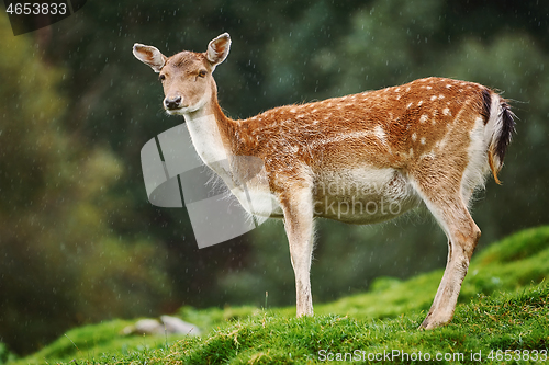 Image of Deer at the Edge of the Forest