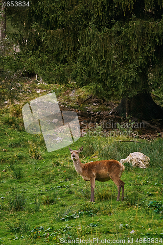 Image of Deer in the Forest