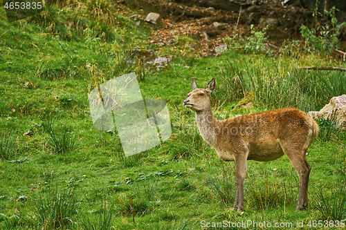 Image of Deer in the Forest