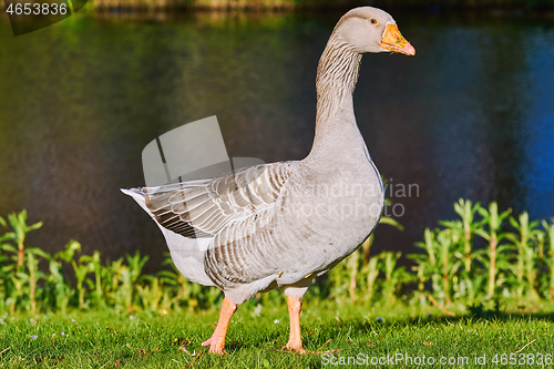 Image of Grey Goose on the Grass