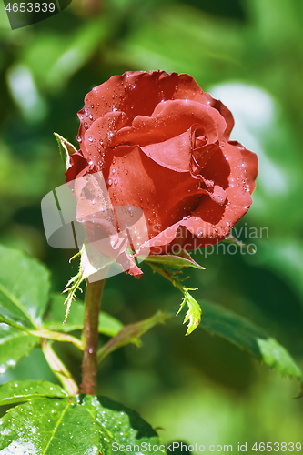 Image of Red Rose Flower