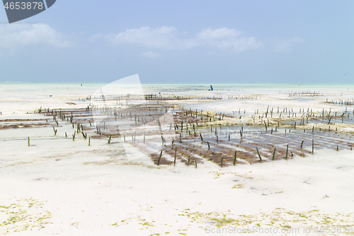 Image of Rows of seaweed on a seaweed farm, Paje, Zanzibar island, Tanzania