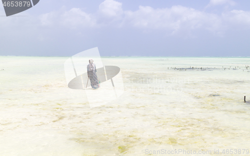 Image of Rows of seaweed on a seaweed farm, Paje, Zanzibar island, Tanzania