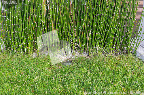 Image of Bamboo Reed