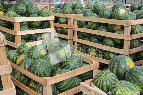 Image of Crates With Watermelons