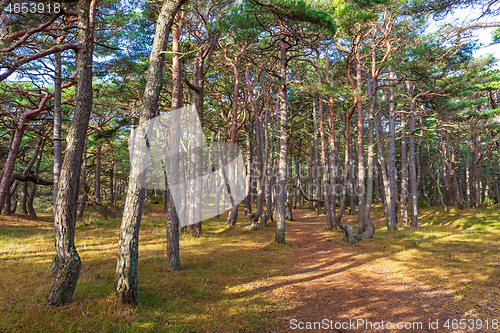 Image of Hvaler Woods