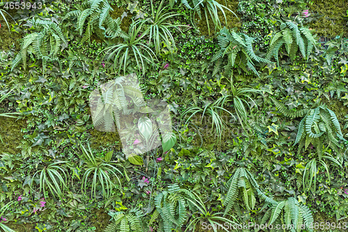 Image of Artificial Wall Foliage