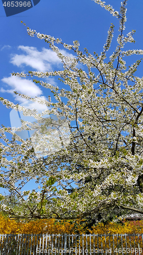 Image of Beautiful flowers of spring trees