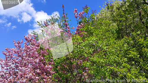 Image of Beautiful flowers and fresh foliage of spring trees