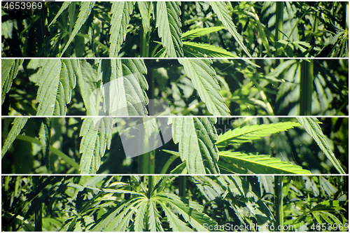 Image of Abstract background with green foliage of cannabis plant 