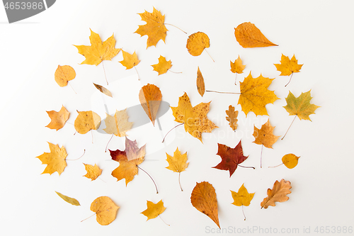 Image of dry fallen autumn leaves on white background