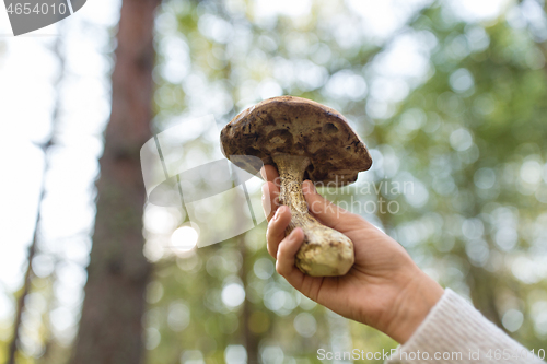 Image of close up of female hand with mushroom in forest