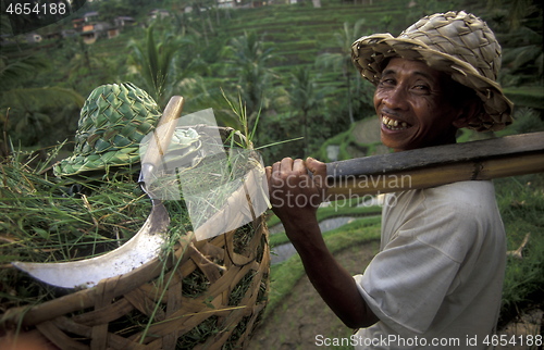 Image of ASIA INDONESIA BALI RICE TERRACE UBUD TEGALLALANG