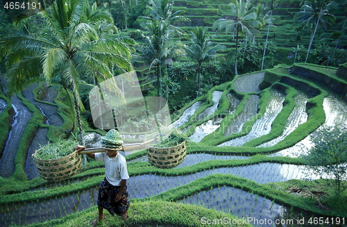 Image of ASIA INDONESIA BALI RICE TERRACE UBUD TEGALLALANG