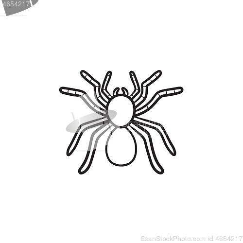 Image of Spider tarantula hand drawn sketch icon.