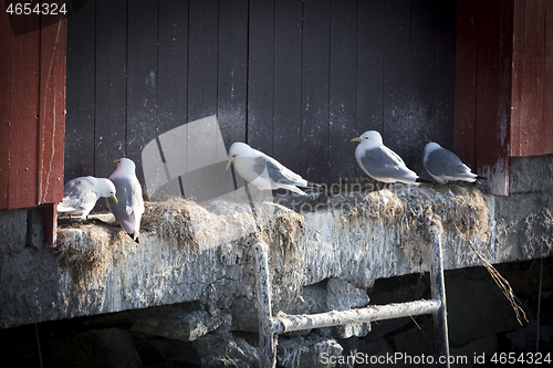 Image of Seagull