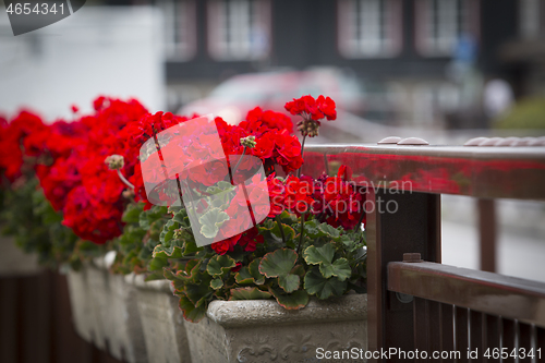 Image of Red Roses