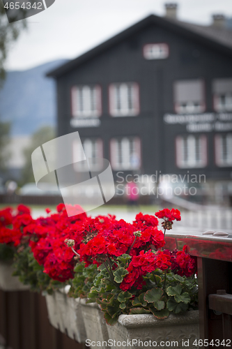 Image of Red Roses