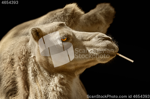 Image of Portrait of Camel