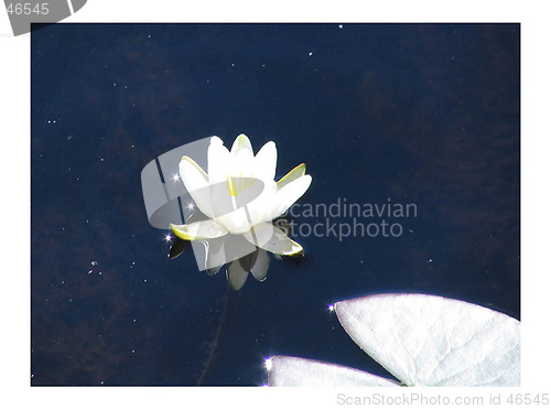 Image of White Waterlily